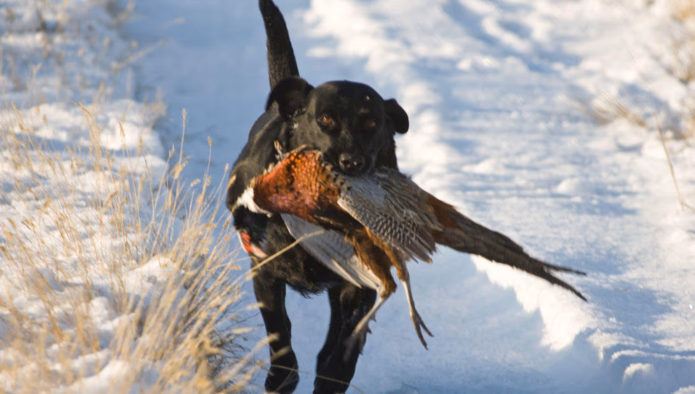 Fieldsport Ltd photo 3